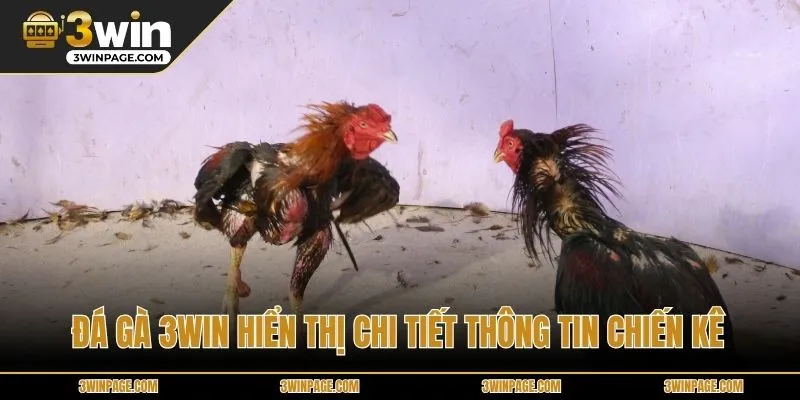 Đá gà 33WIN hiển thị chi tiết thông tin chiến kê